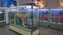 野生動物標(biāo)本館
